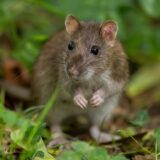 【保存版】ネズミがかじれないものとは？安全素材・匂い・効果的な防鼠対策を徹底解説