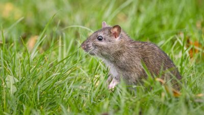 【専門家監修】ねずみが自然にいなくなる理由と対策|再発を防ぐ暮らし方と安心の予防法