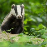 【保存版】アナグマ撃退法｜効果的な駆除・対策グッズと市役所への相談手順まで徹底解説