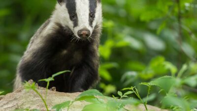 【保存版】アナグマ撃退法|効果的な駆除・対策グッズと市役所への相談手順まで徹底解説