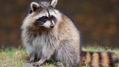 アライグマの行動パターンを徹底解説|習性・活動時間・撃退方法までわかりやすく紹介