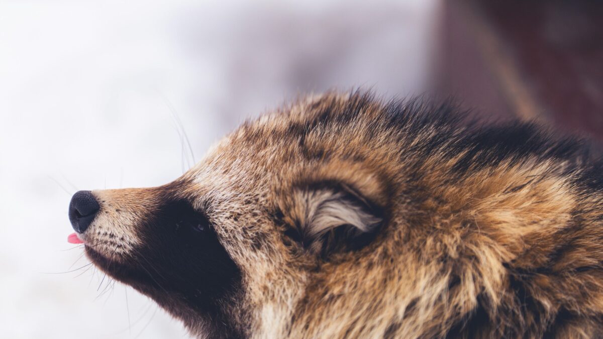【保存版】タヌキ苦手なものまとめ|匂い・音・光・撃退グッズでできる効果的な対策方法