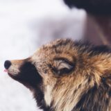 【保存版】タヌキ苦手なものまとめ｜匂い・音・光・撃退グッズでできる効果的な対策方法