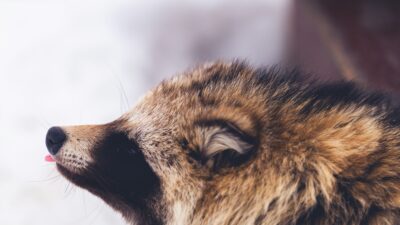 【保存版】タヌキ苦手なものまとめ|匂い・音・光・撃退グッズでできる効果的な対策方法