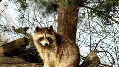 天井裏の音「コツコツ」の正体は？原因と対策を徹底解説【2026年版】