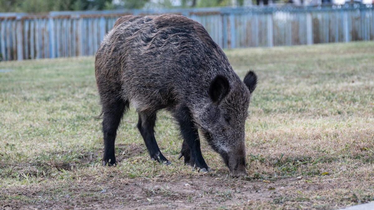 害獣対策の完全ガイド｜種類別の駆除方法と費用相場【2026年版】